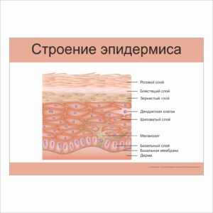 Плакат “Строение эпидермиса”