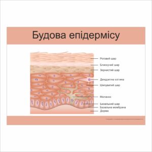 Плакат “Будова епідермісу”