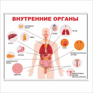 Плакат "Внутренние органы" з планкою