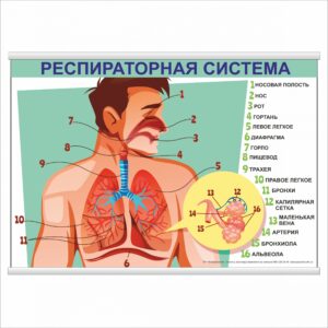 Плакат "Респираторная система" з планкою