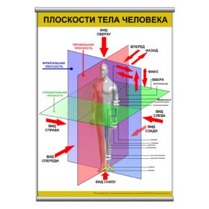 Плакат "Плоскости тела человека" з планкою