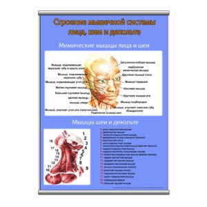 Плакат "Строение мышечной системы лицо, шеи и декольте" з планкою