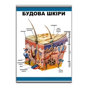 Плакат "Будова шкіри" з планкою