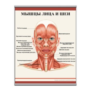 Плакат "Мышцы лица и шеи" з планкою