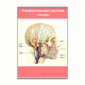 Плакат "Лимфатическая система головы" з планкою