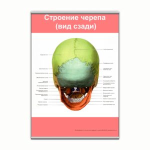Плакат "Строение черепа (вид сзади)" з планкою