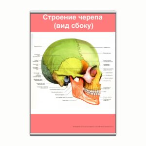 Плакат "Строение черепа (вид сбоку)" з планкою