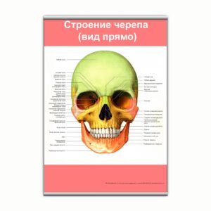 Плакат "Строение черепа (вид прямо)" з планкою