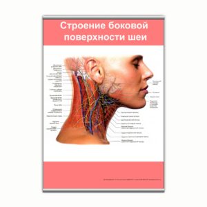 Плакат "Строение боковой поверхности шеи" з планкою