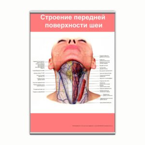Плакат "Строение передней поверхности шеи" з планкою
