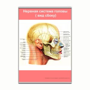 Плакат "Нервная система головы (вид сбоку)" з планкою