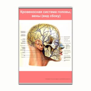 Плакат "Кровеносная система головы, вены (вид сбоку)" з планкою