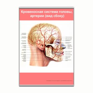 Плакат "Кровеносная система головы, артерии (вид сбоку)" з планкою
