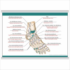Плакат "Foot" з планкою