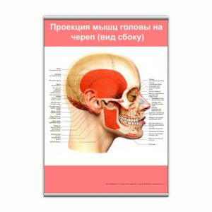 Плакат "Проекция мышц головы на череп (вид сбоку)" з планкою