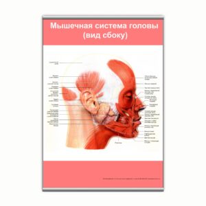 Плакат "Мышечная система головы (вид сбоку)" з планкою