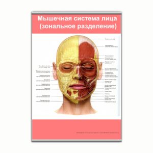 Плакат "Мышечная система головы (зональное разделение)" з планкою