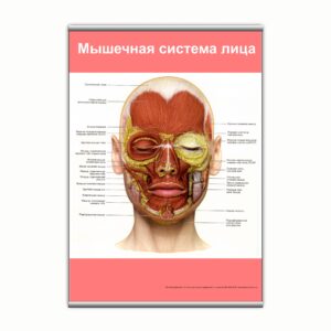 Плакат "Мышечная система лица" з планкою