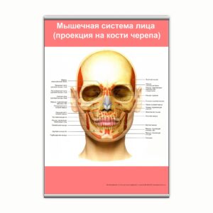 Плакат "Мышечная система лица (проекция на кости черепа)" з планкою