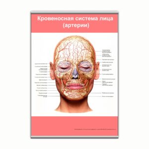 Плакат "Кровеносная система лица (артерии)" з планкою