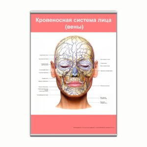 Плакат "Кровеносная система лица (вены)" з планкою