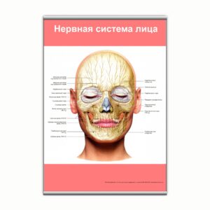Плакат "Нервная система лица" з планкою