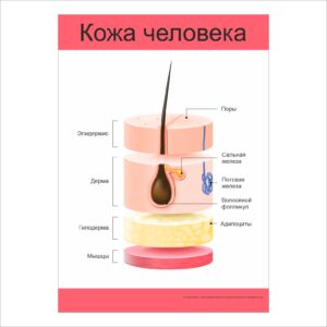 Плакат “Кожа человека”