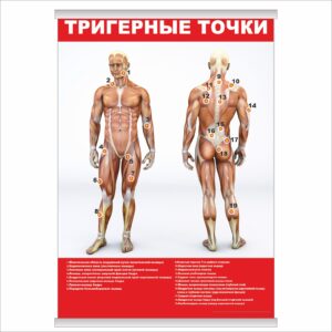 Плакат "Тригерные точки" з планкою