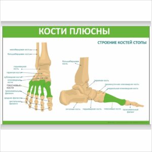 Плакат "Кости плюсны" з планкою