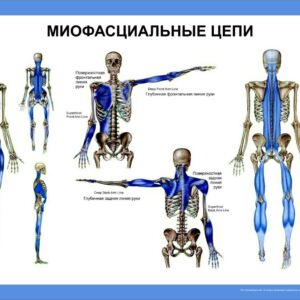 Плакат “Миофасциальные цепи”
