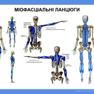 Плакат “Міофасціальні ланцюги”