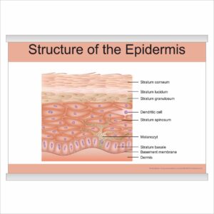 Плакат “Structure of the Epidermis” з планкою