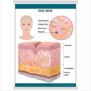 Плакат “Old skin” з планкою