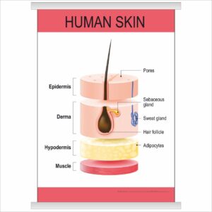 Плакат “Human skin” з планкою