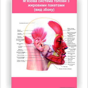 Плакат "М'язова система голови з жировими пакетами (вид збоку)"