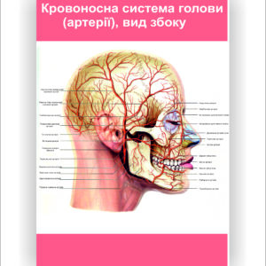Плакат "Кровоносна система голови (артерії), вид збоку"