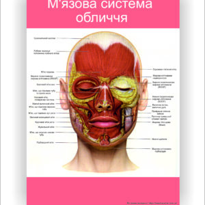 Плакат “М'язова система обличчя”
