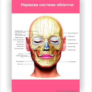 Плакат "Нервова система обличчя" в медичний кабінет