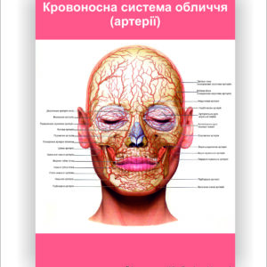 Плакат “Кровоносна система обличчя. Артерії”