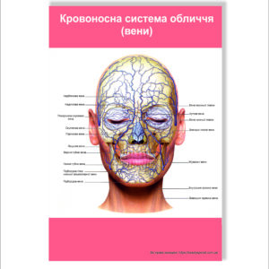 Плакат "Кровоносна система обличчя. Вени"