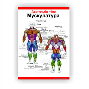 Плакат “Анатомія. Мускулатура тіла” в медичний кабінет