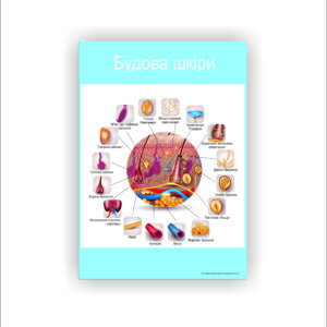 Плакат “Будова шкіри” в медичний кабінет