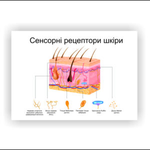 Плакат “Сенсорні рецептори шкіри” в медичний кабінет