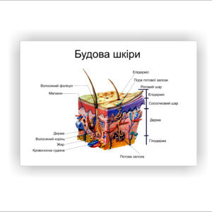 Плакат “Будова шкіри” в медичний кабінет