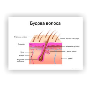 Плакат “Будова волоса” в косметичний кабінет