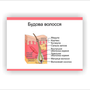 Плакат “Будова волосся” в косметичний кабінет