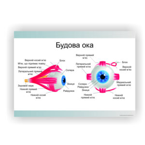 Плакат “Будова ока” в медичний кабінет