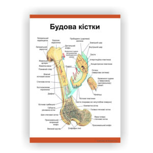 Плакат “Будова кістки” в медичний кабінет