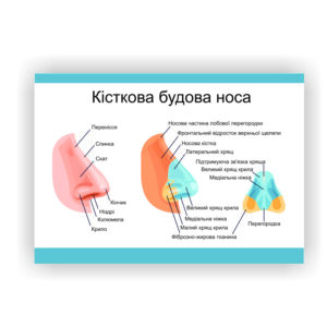 Плакат “Кісткова будова носа” в медичний кабінет