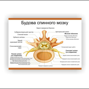 Плакат “Будова спинного мозку” в медичний кабінет
